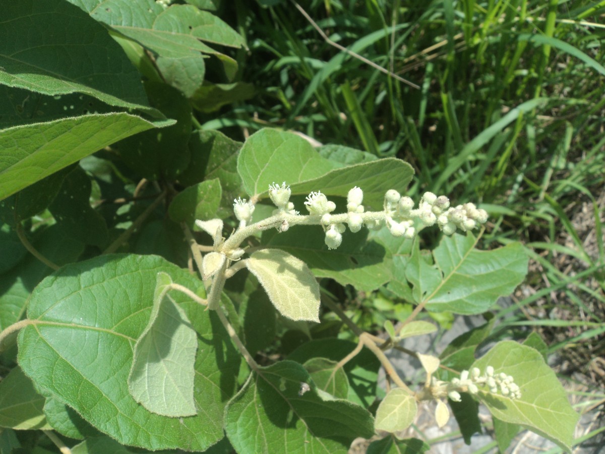 Croton aromaticus L.